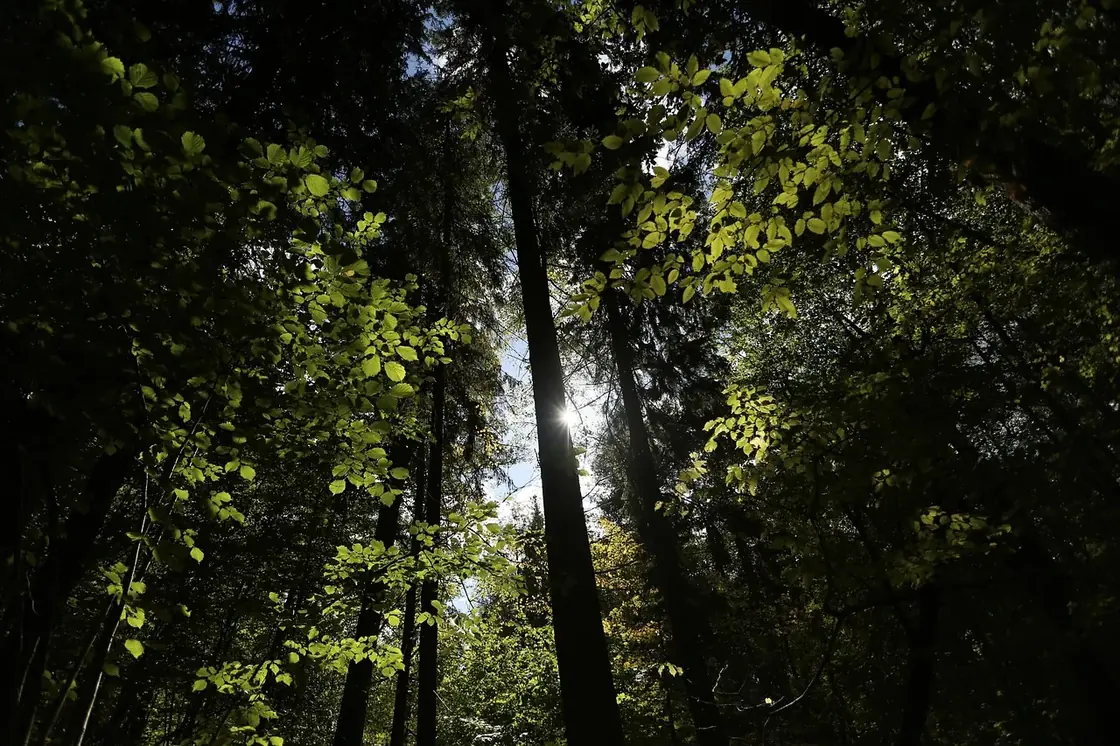 Białowieża Forest, Poland